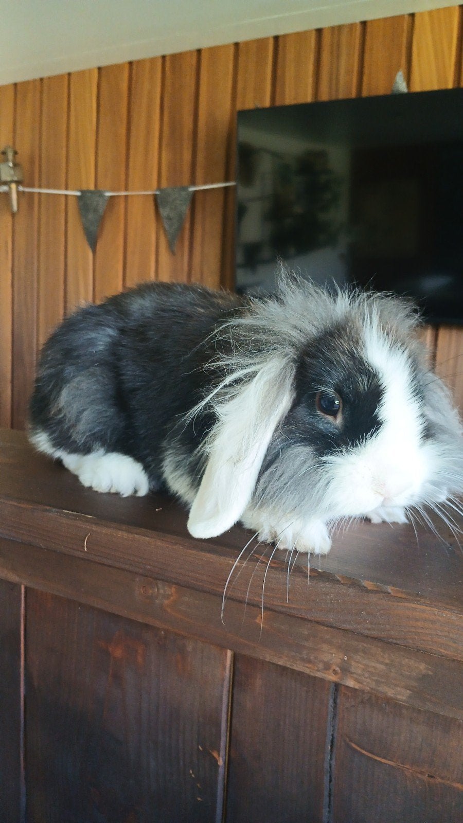 Hangoor Ram, Dieren en Toebehoren, Konijnen, Mannelijk, Hangoor, 0 tot 2 jaar