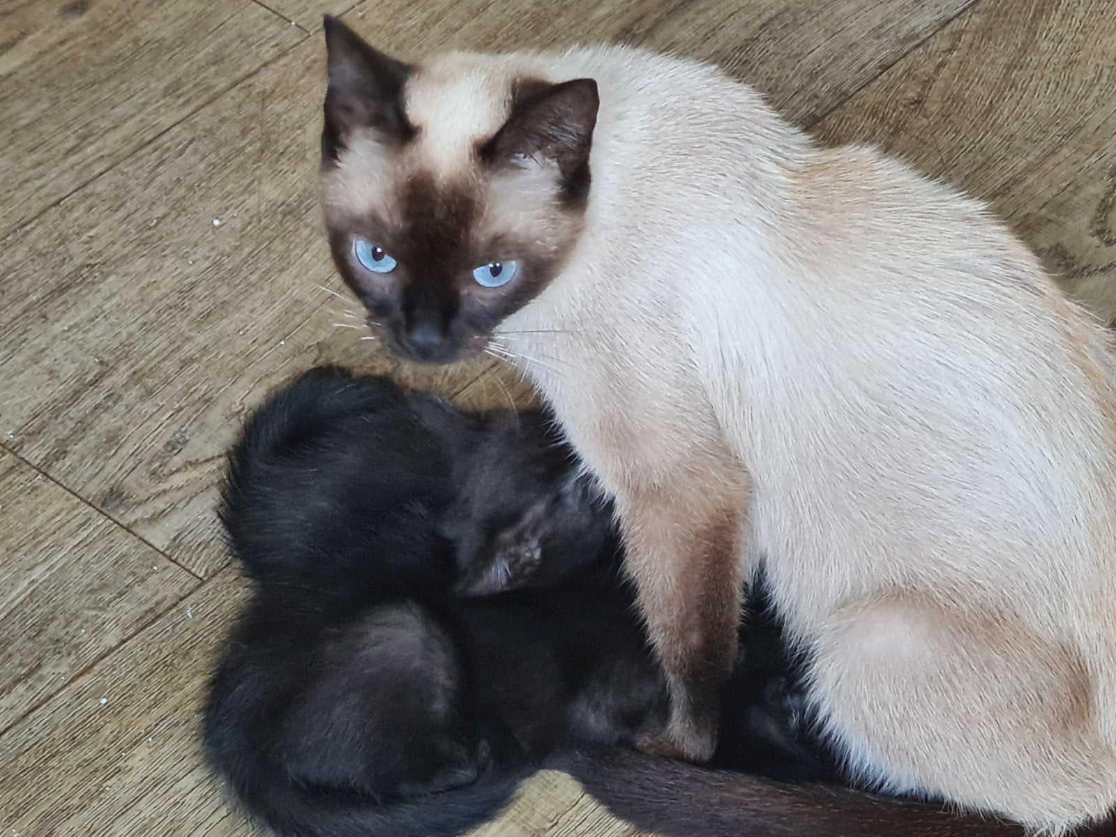 kittens. jonge poesjes. apparte kleur. beetje siamees, Dieren en Toebehoren, Meerdere dieren, Ontwormd, 0 tot 2 jaar