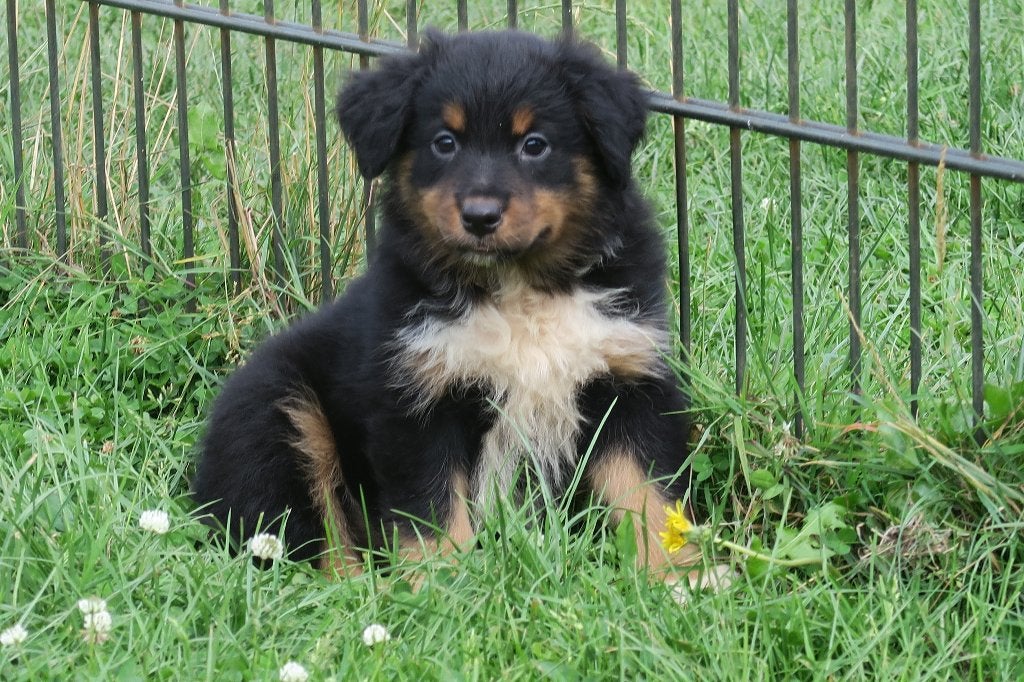 Australian Shepherd x Toller Retriever pups, Dieren en Toebehoren, Honden | Herdershonden en Veedrijvers, Parvo, Nederland, 8 tot 15 weken