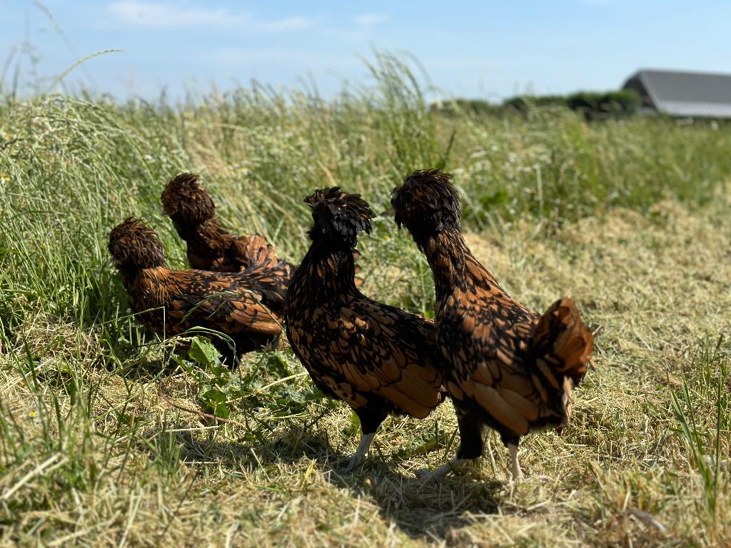 Jonge tamme Padua kriel kippen goudzwart gesekst en ingeënt, Dieren en Toebehoren, Pluimvee, Vrouwelijk, Kip