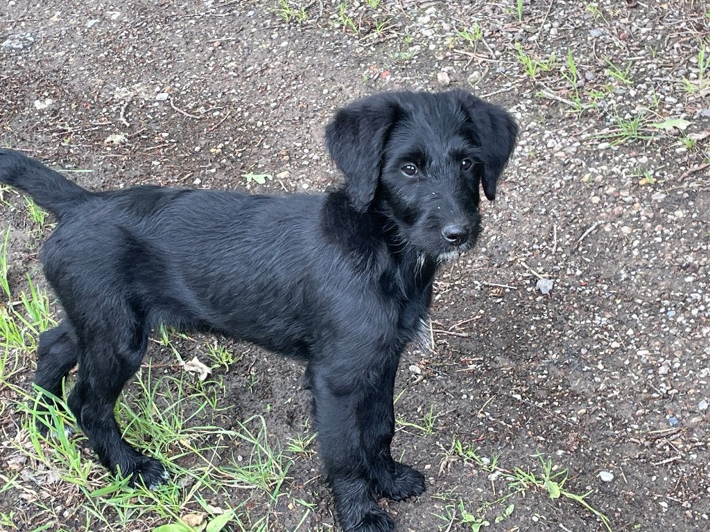 Labrador pup reu, Parvo, Reu, 8 tot 15 weken, Eén hond