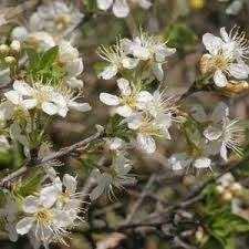 3 Bolsierkers (Prunus eminens 'Umbraculifera')