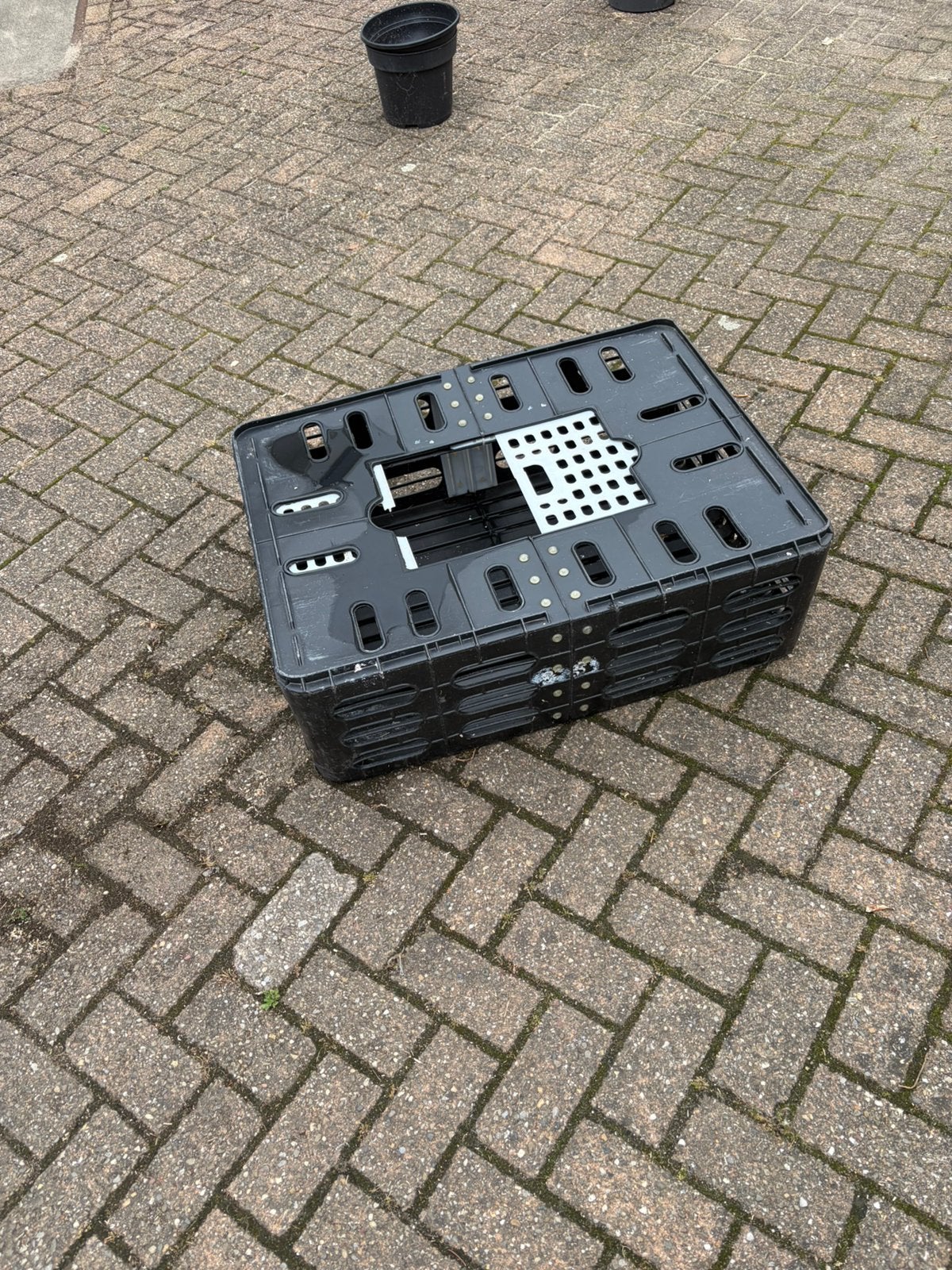 Kippen , komijnen krat, Dieren en Toebehoren, Pluimvee, Vrouwelijk, Kip