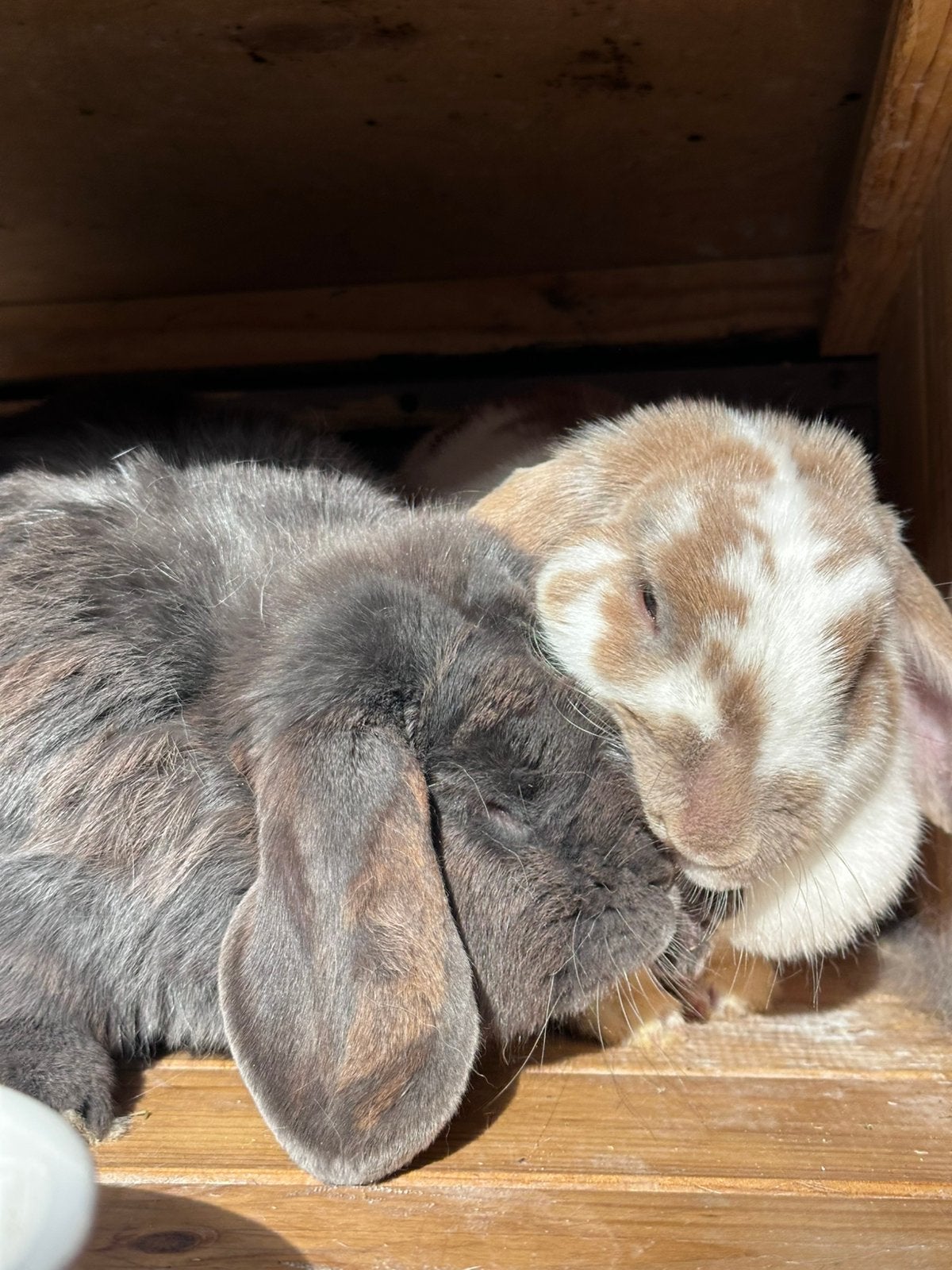Nederlandse Dwerg Hangoor, Dieren en Toebehoren, Konijnen, Meerdere dieren, Middelgroot, Hangoor, 3 tot 5 jaar