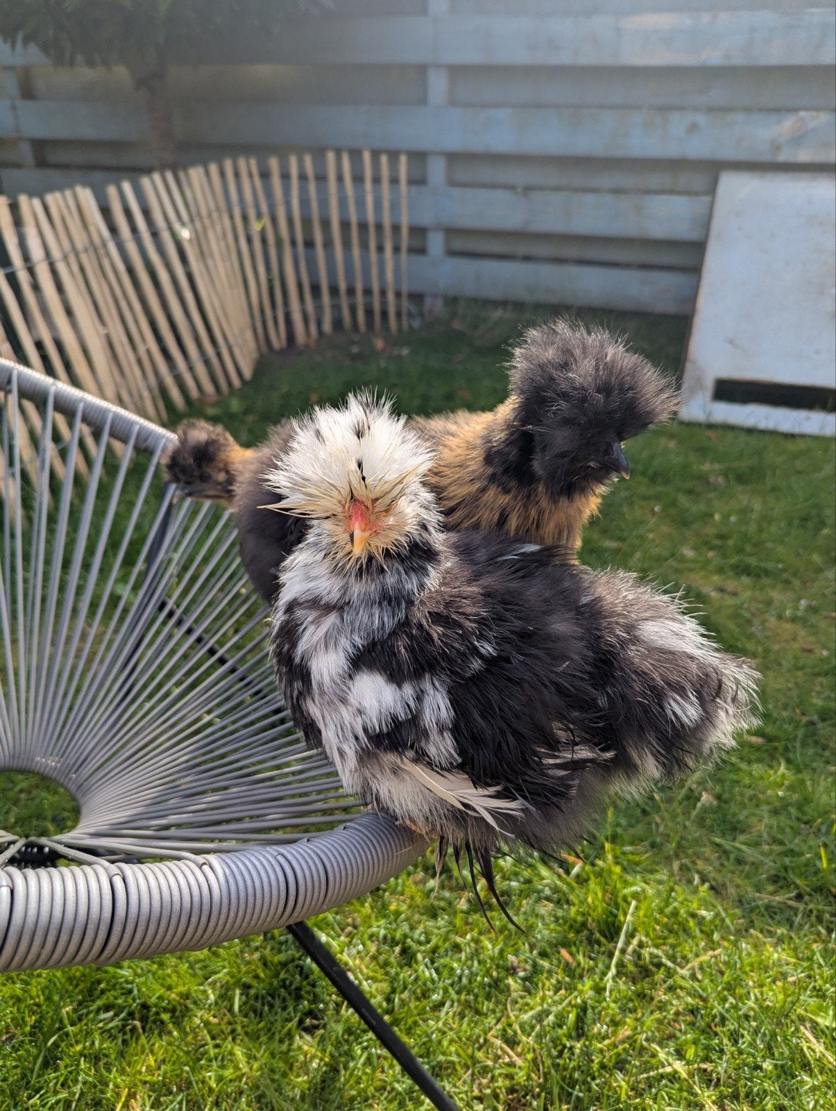 VERKOCHT, Dieren en Toebehoren, Vrouwelijk, Kip