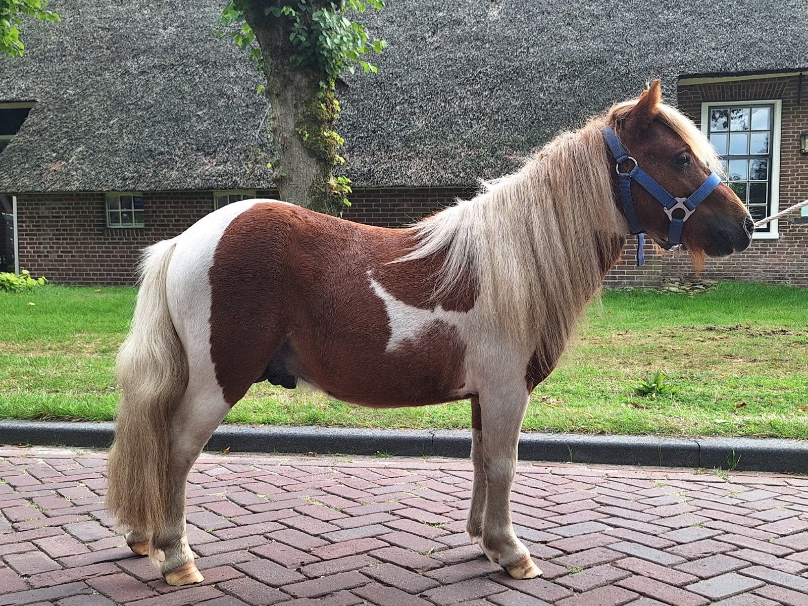 mak shetlander hengstje, Dieren en Toebehoren, Hengst, A pony (tot 1.17m), 0 tot 2 jaar