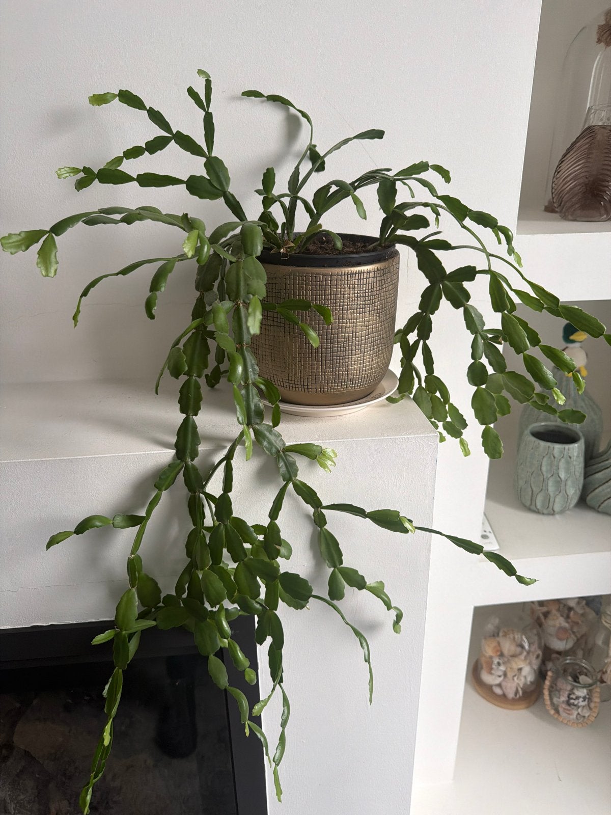 Kerstcactus (Schlumbergera) in pot, Huis en Inrichting, Overige soorten, In pot, Minder dan 100 cm, Groene kamerplant