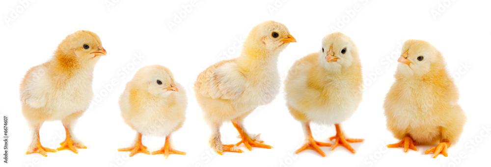 gezocht: Kuikens, Dieren en Toebehoren, Pluimvee, Meerdere dieren, Kip