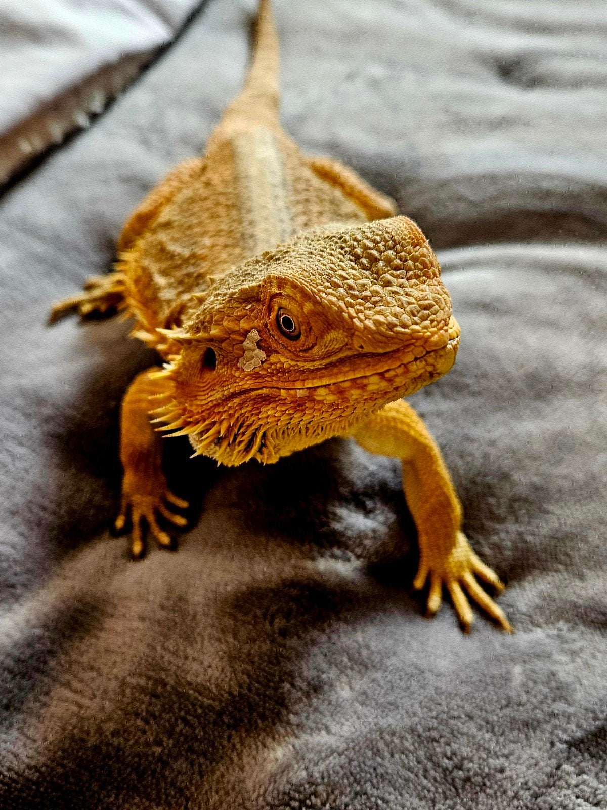 Baardagaam - Vrouw - Oranje - INCL Terrarium 100-40-50. Bearded Dragon photo 4
