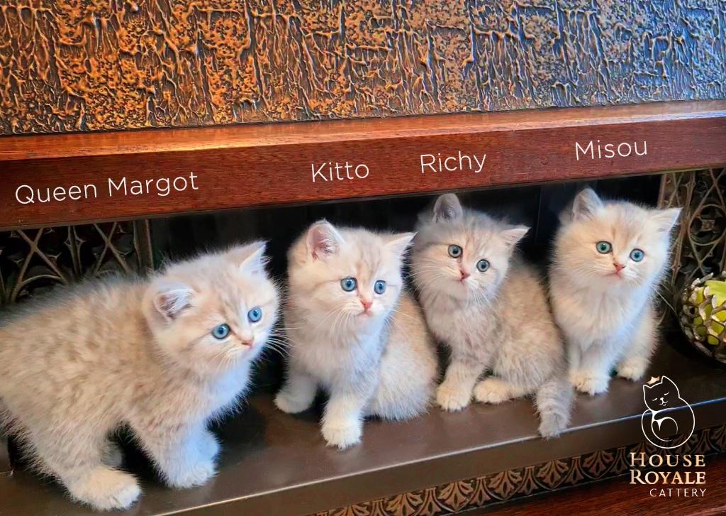 De mooiste en liefste Britse Korthaar kittens met stamboom, Meerdere dieren, Met stamboom, 0 tot 2 jaar