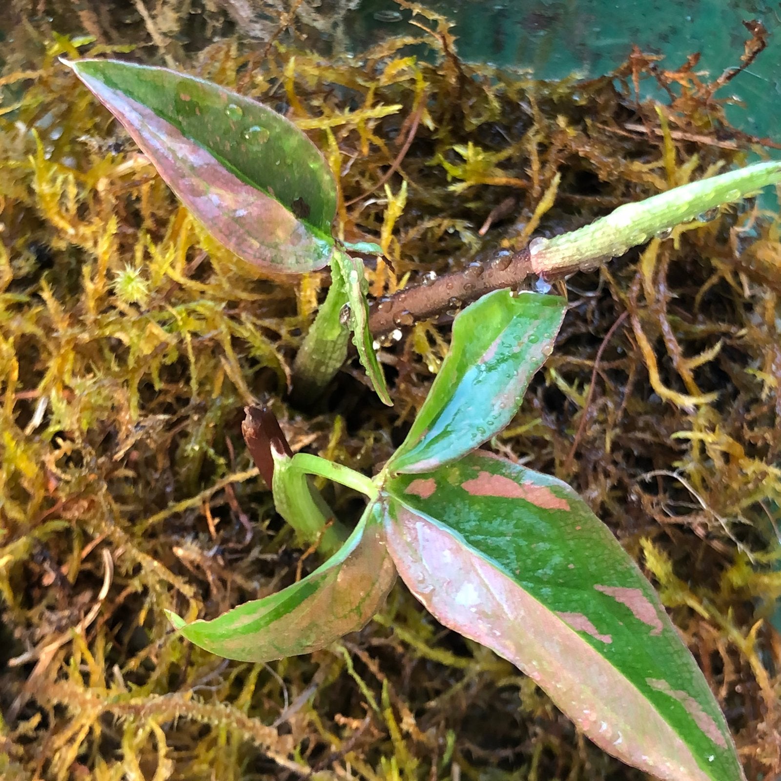 Syngonium pink splash in terrarium, Huis en Inrichting, Kamerplanten, Ophalen, Halfschaduw, Minder dan 100 cm