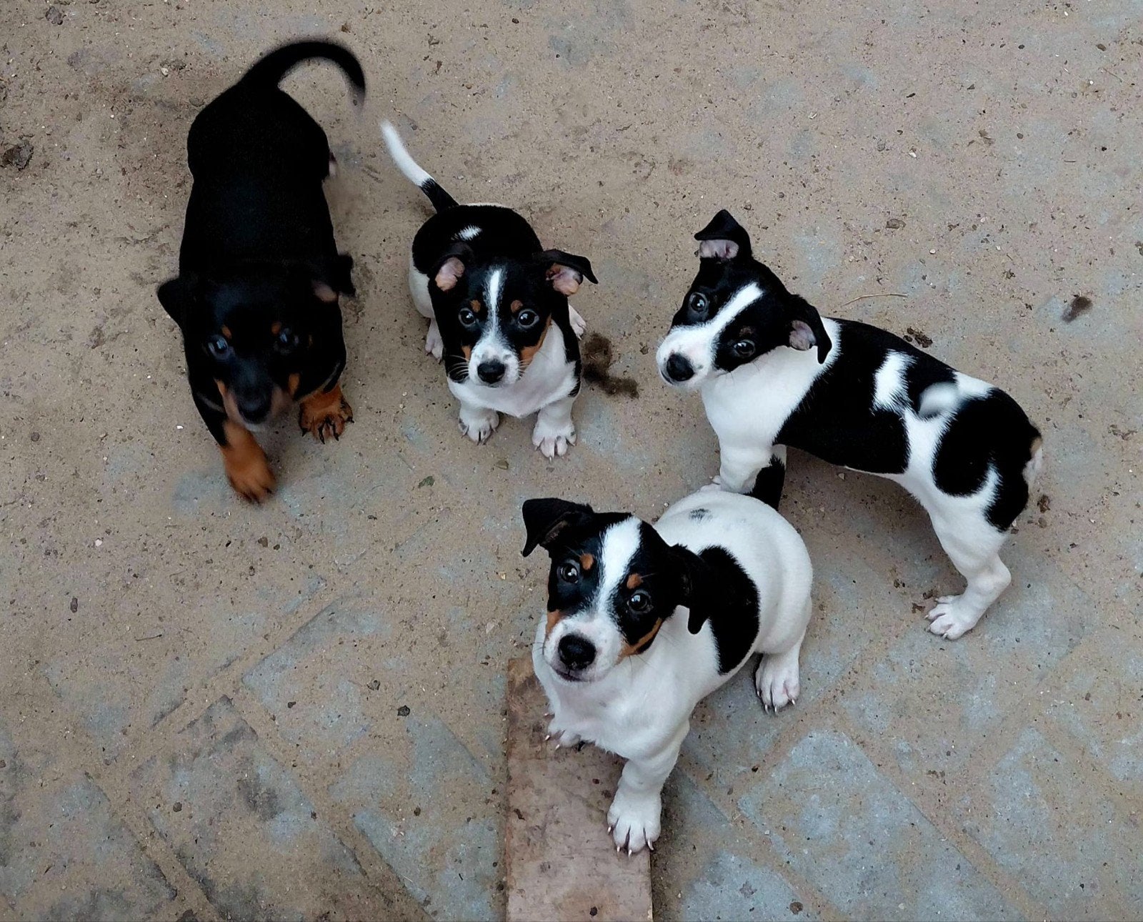 Jack Russel pups te koop, Dieren en Toebehoren, Honden | Jack Russells en Terriërs, Jack Russell Terriër, 8 tot 15 weken, Meerdere