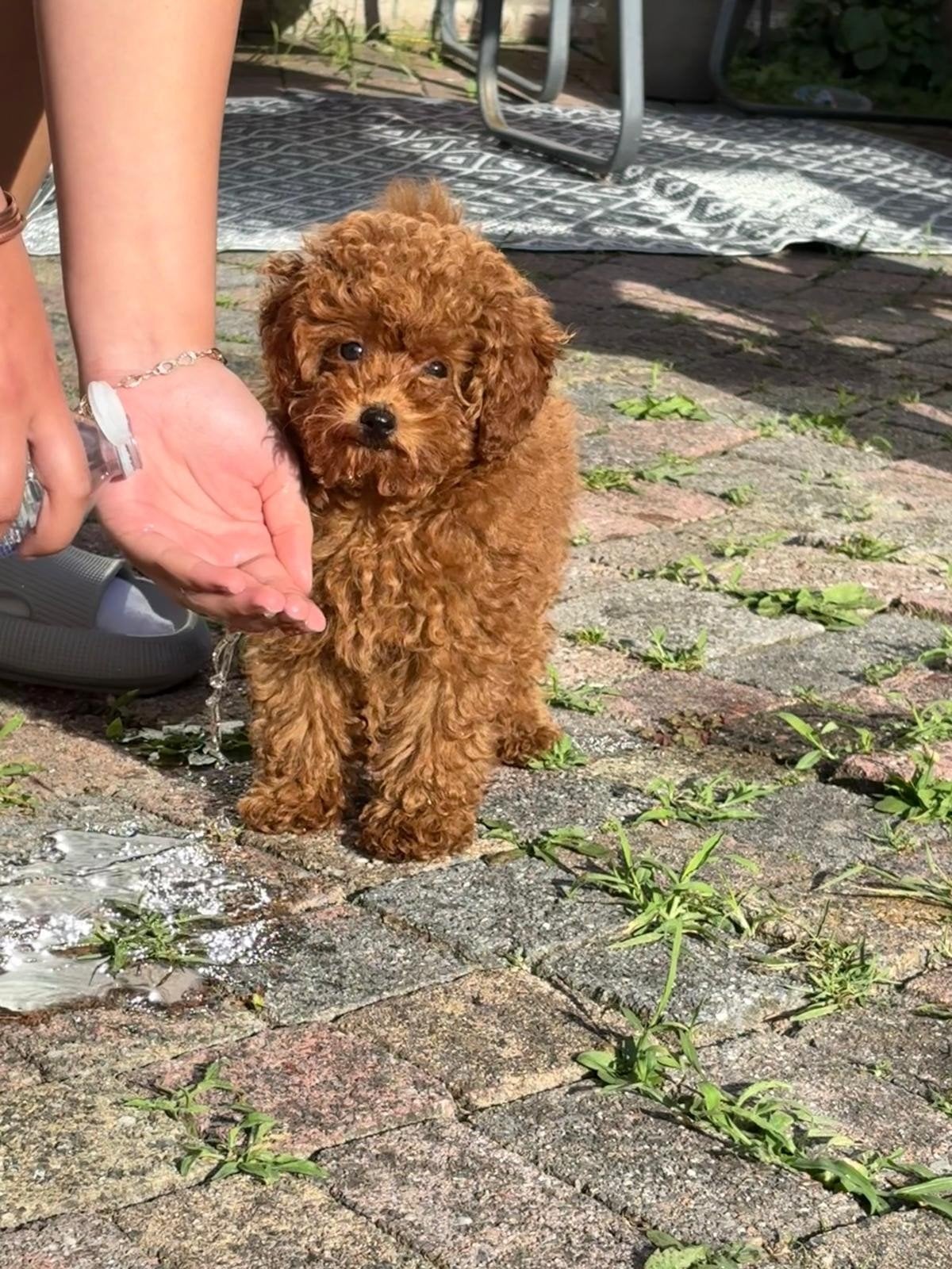 Toypoodle / Toy poodle / Toypoedel /Toypoedel / pups, Poedel, 15 weken tot 1 jaar, Reu, Parvo