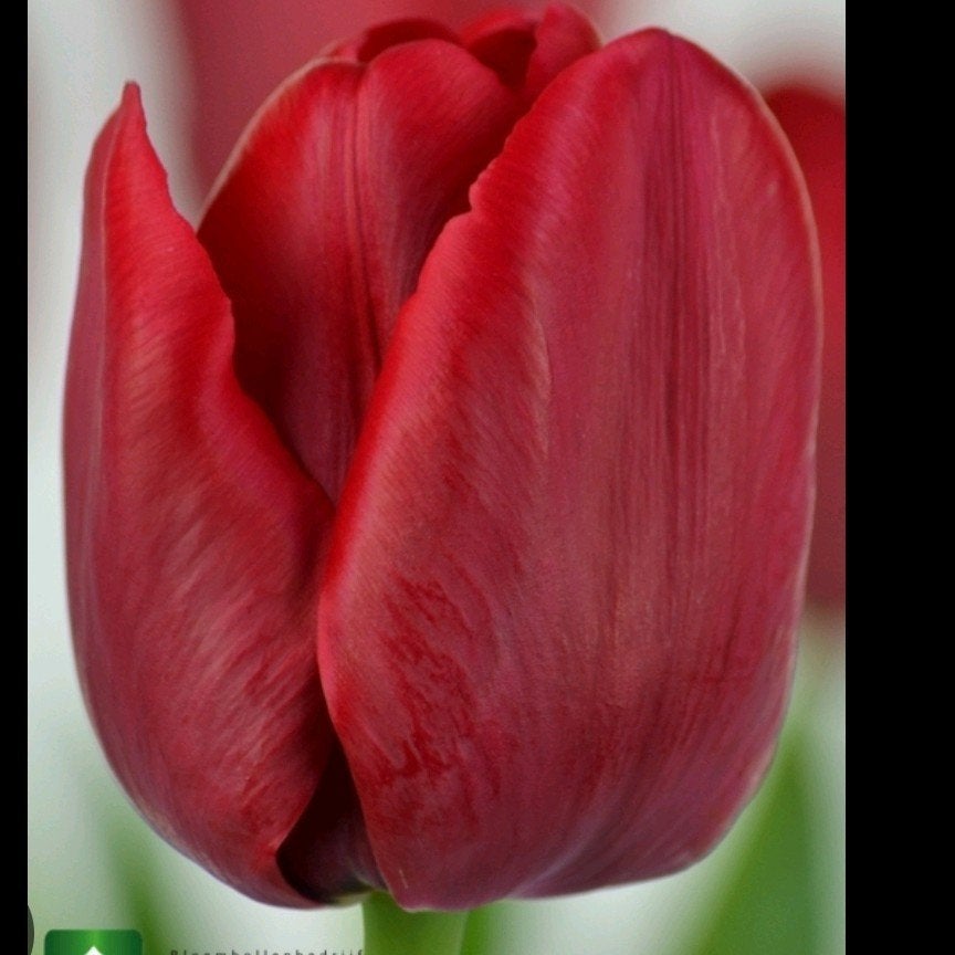 Tulp 'Ile de France', Ophalen of Verzenden, Halfschaduw, Minder dan 100 cm