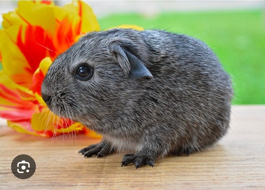 5 cavia's Beertjes samen voor 10 euro, Januari, Mannelijk, Cavia