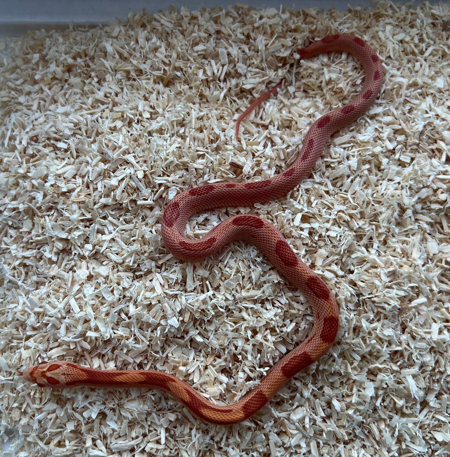 Rattenslangen 2025/26 Rat Snake photo 5