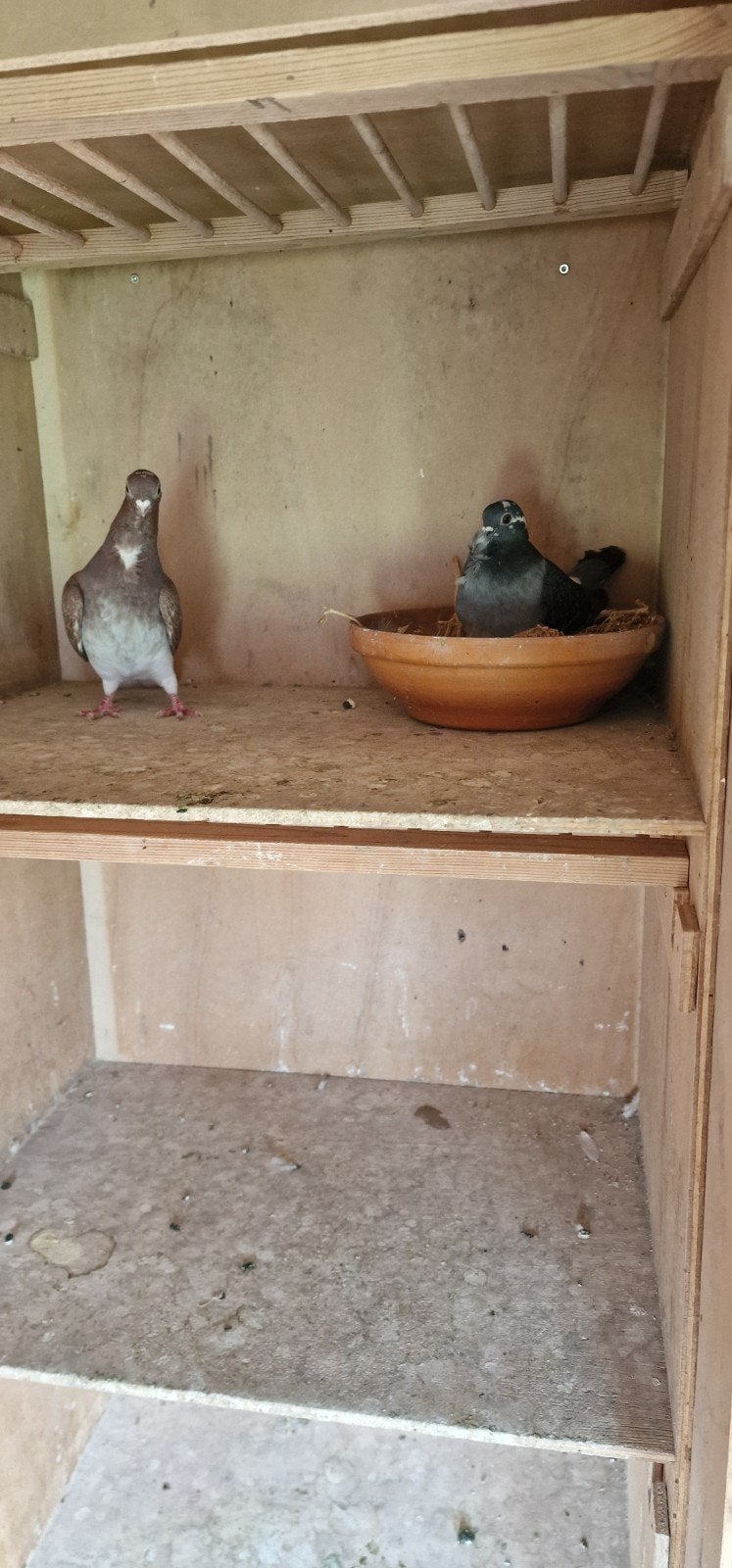 Te koop 2 koppels figuritas en 1 jong, Dieren en Toebehoren, Vogels | Duiven, Meerdere dieren, Overige soorten