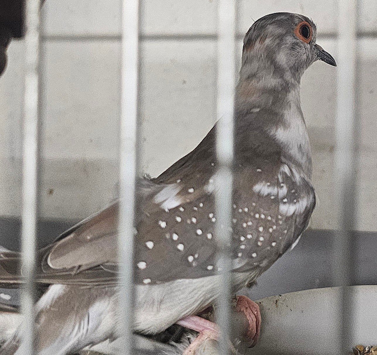 Bont diamantduif koppeltje aangeboden, Meerdere dieren, Tam