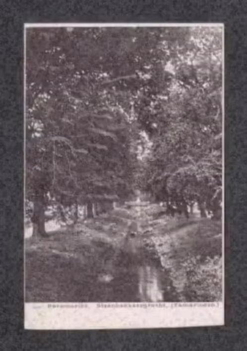 Suriname Paramaribo Steenbakkersgracht Tamarinden., Verzamelen, Ophalen of Verzenden, Voor 1920, Ongelopen, Buiten Europa