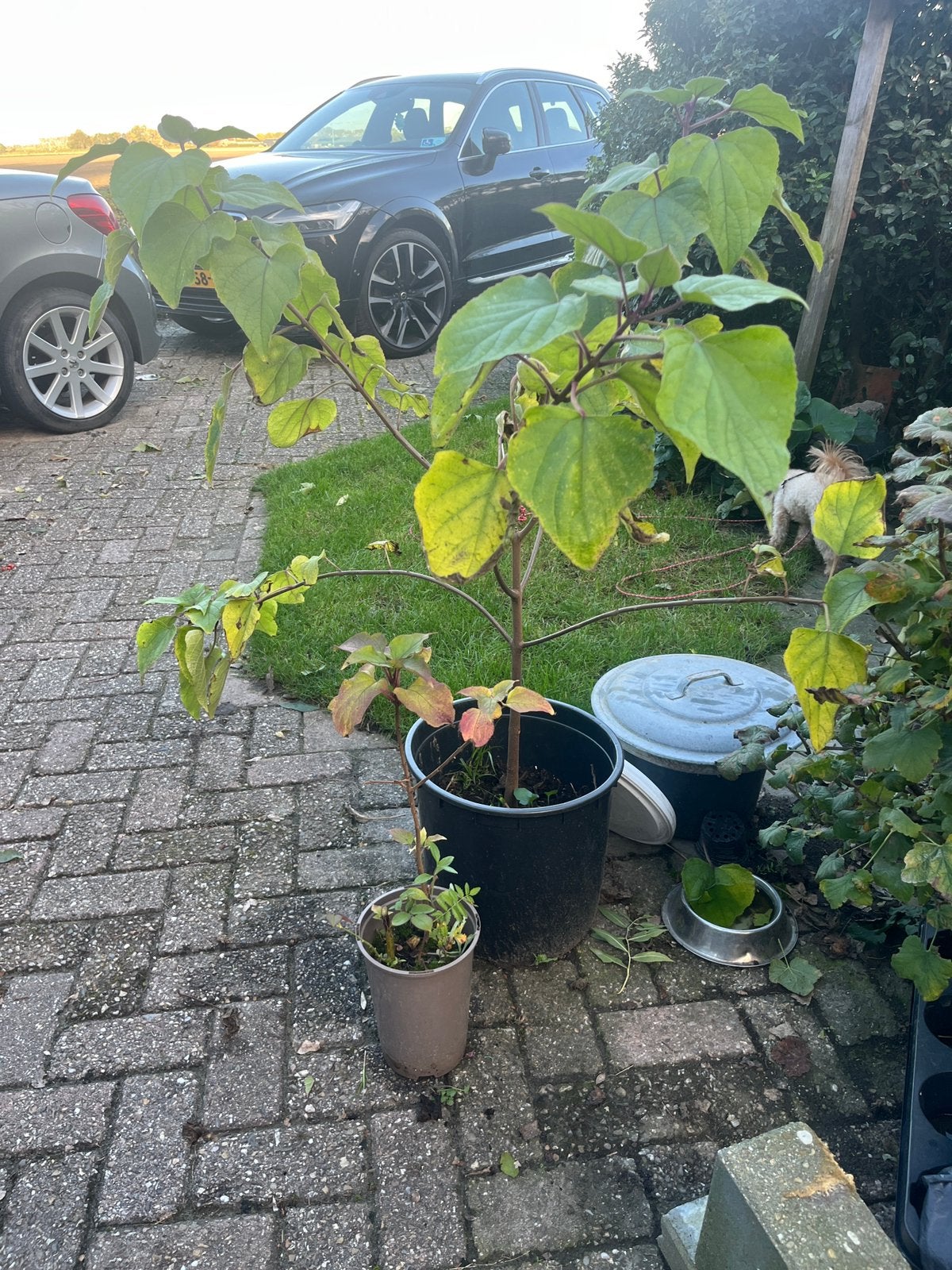 Pindakaasboom -, Tuin en Terras, Ophalen, Minder dan 100 cm, Overige soorten, Volle zon