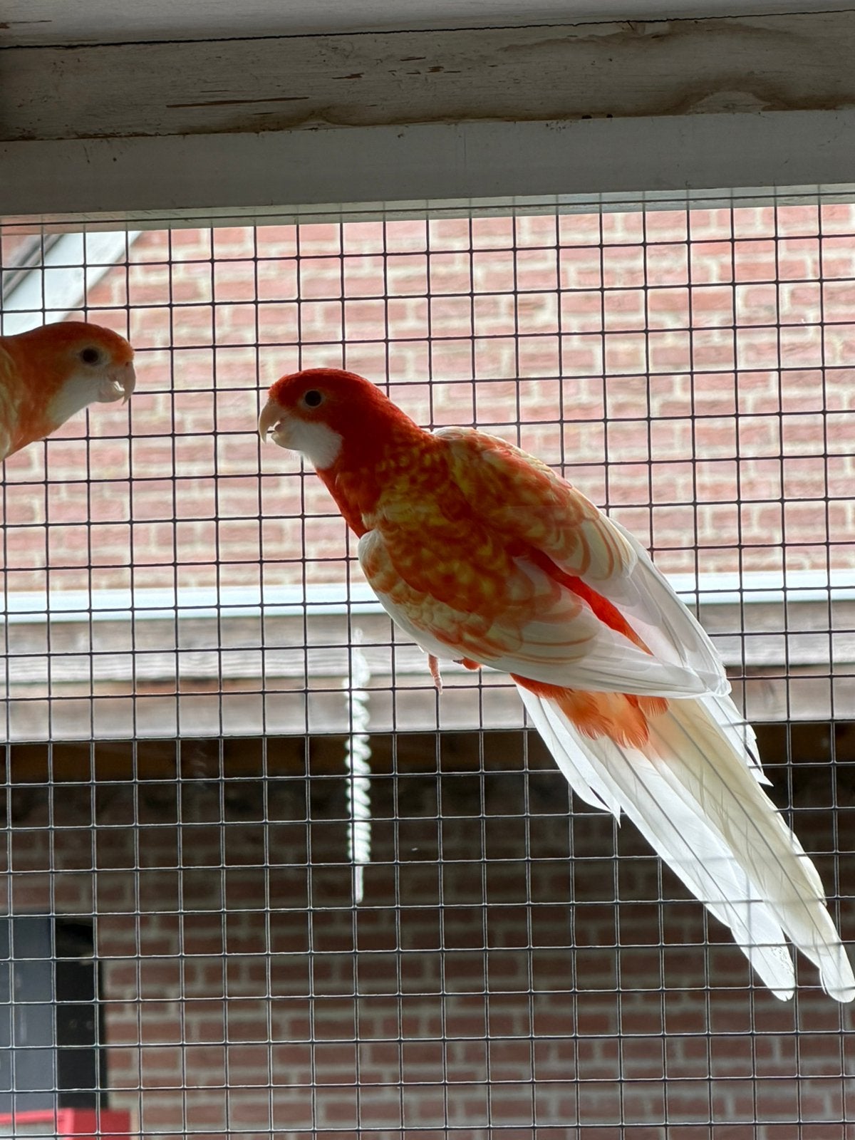 Tekoop mooi koppel penanten oranje ino, Dieren en Toebehoren, Vogels | Parkieten en Papegaaien, Meerdere dieren, Parkiet