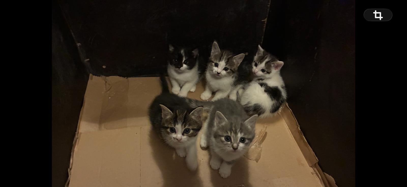 Kittens van de boerderij te koop