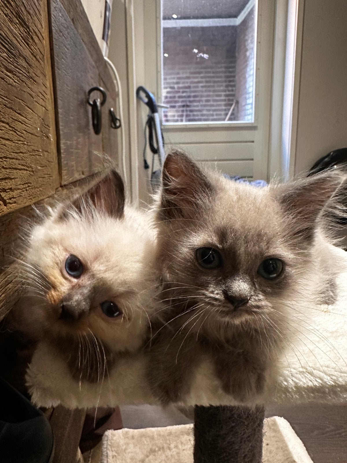 100% ragdoll kittens   seal mink—seal point—blue mink, Meerdere dieren, Gechipt, 0 tot 2 jaar