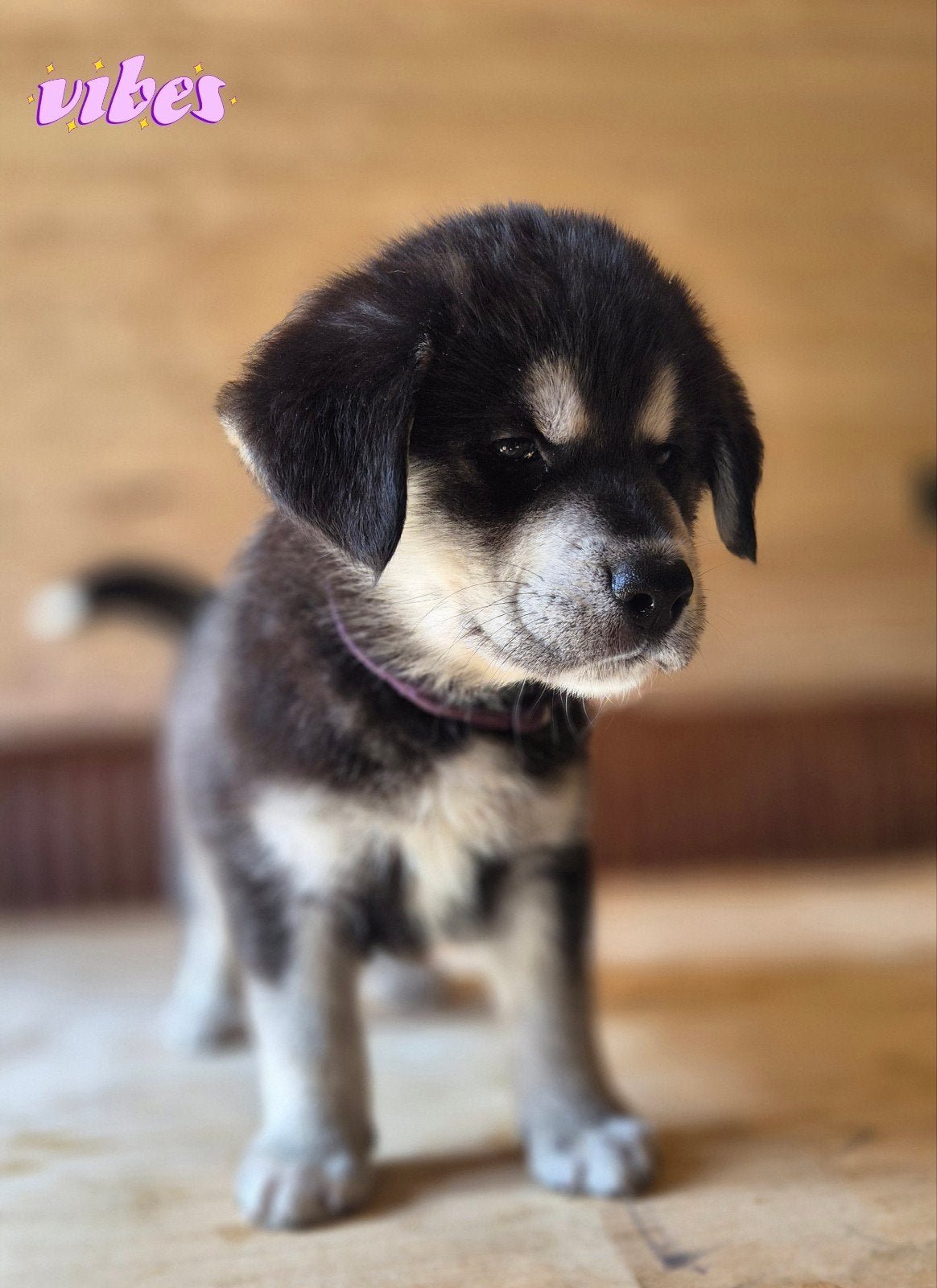 Labrakita pups (mogen verhuizen)(nog 7 beschikbaar), Dieren en Toebehoren, HCC (leverziekte), 8 tot 15 weken, Labrador retriever