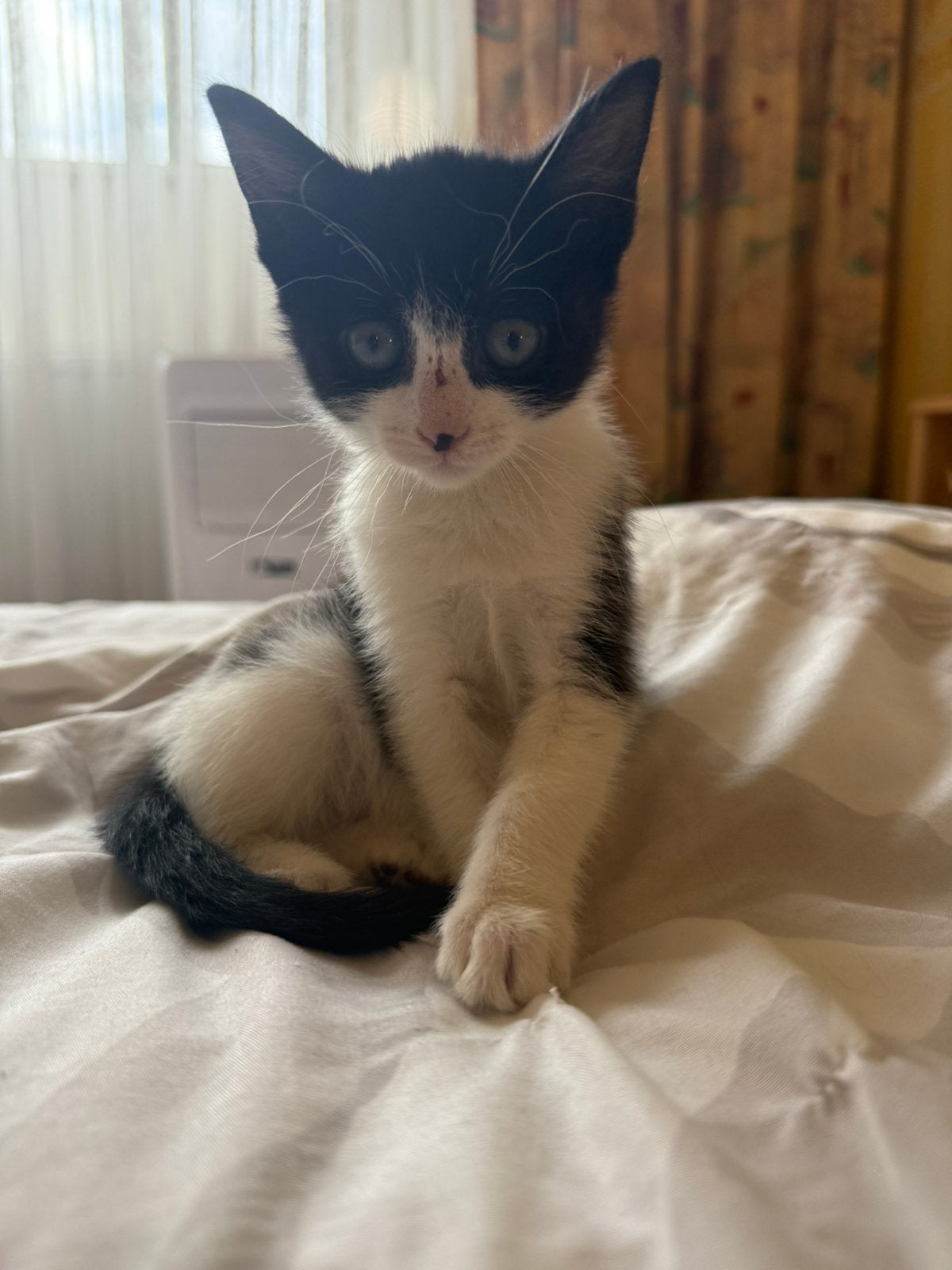 Lieve gezonde mooie zwart-wit kitten te koop [vrouwtje], Dieren en Toebehoren, Poes, Kortharig, 0 tot 2 jaar