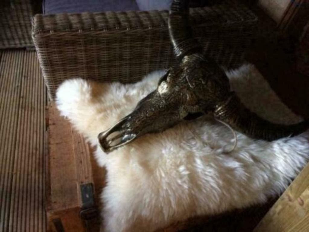 Foto 6 van Buffelschedels , Skulls , Longhorn , hoorns , bison schedels