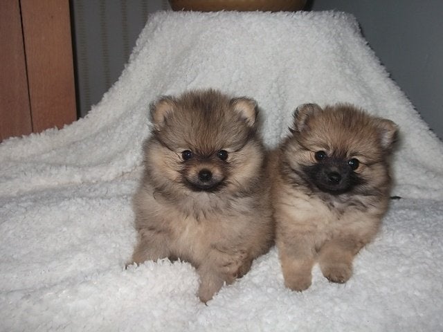 pomeriaan puppy s, Dieren en Toebehoren, Honden | Poolhonden, Keeshonden en Oertypen, Keeshond, HCC (leverziekte), 8 tot 15 weken