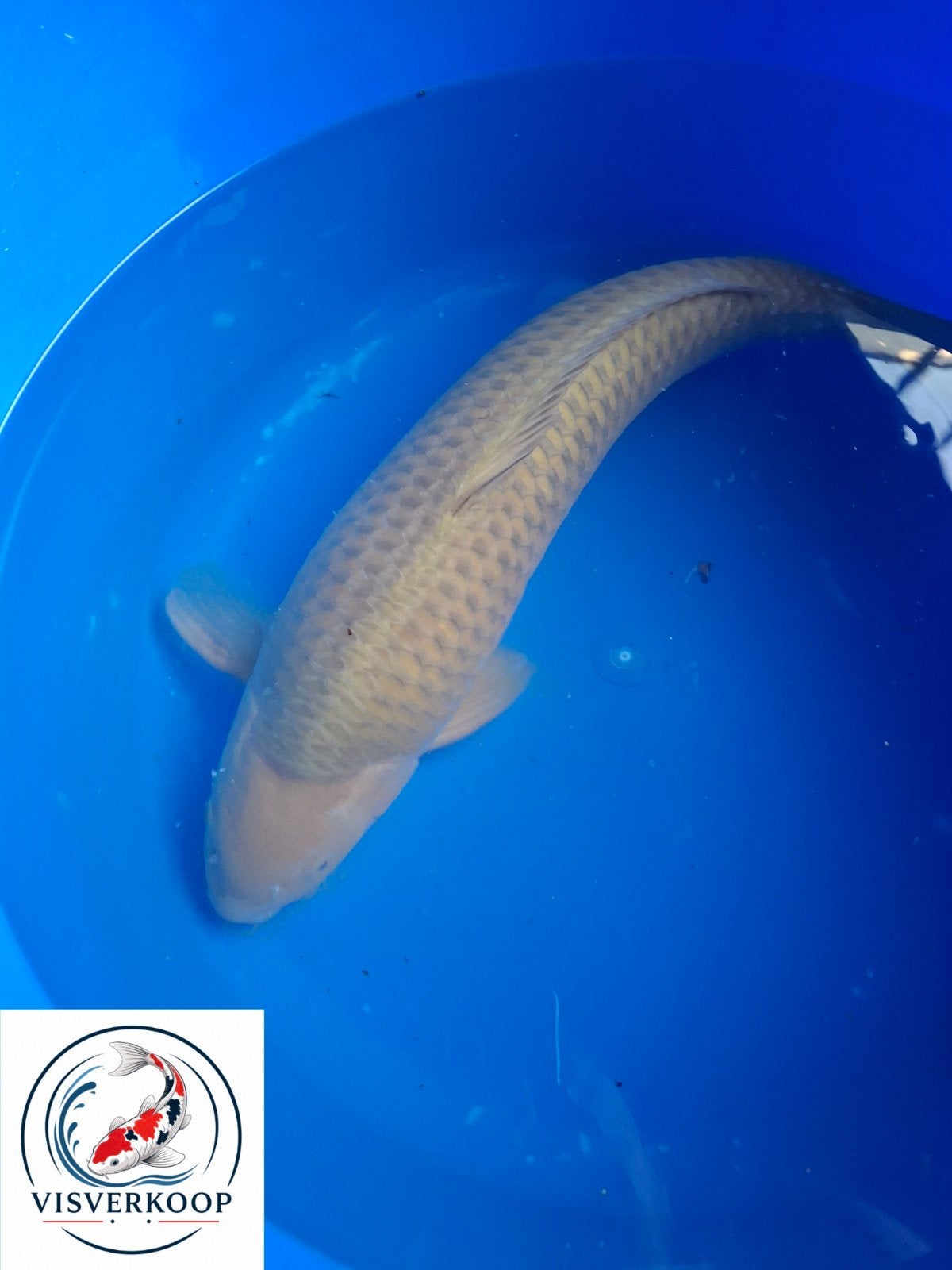 Koi Chagoi., Dieren en Toebehoren, Vissen | Vijvervissen, Karper of Koi