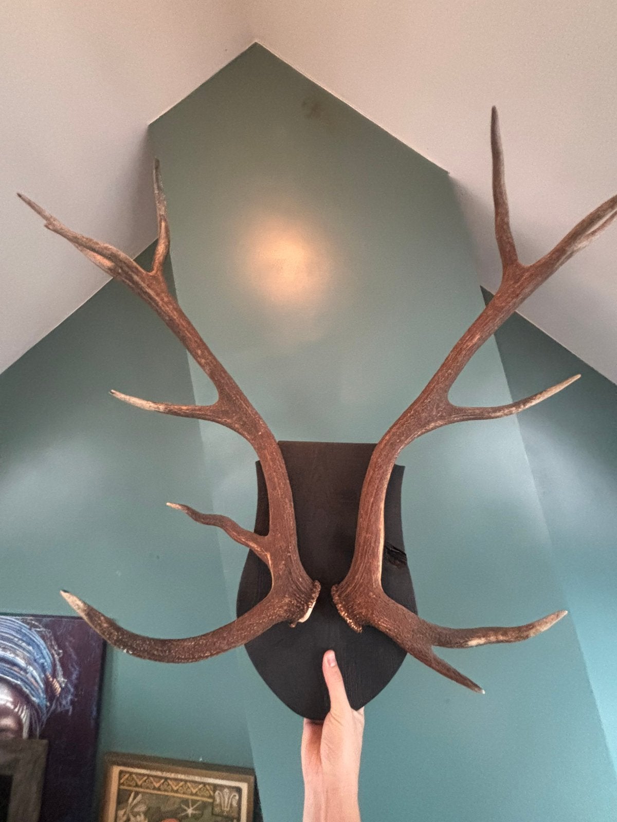 Groote gewei uit de Veluwe, Ophalen, Zo goed als nieuw