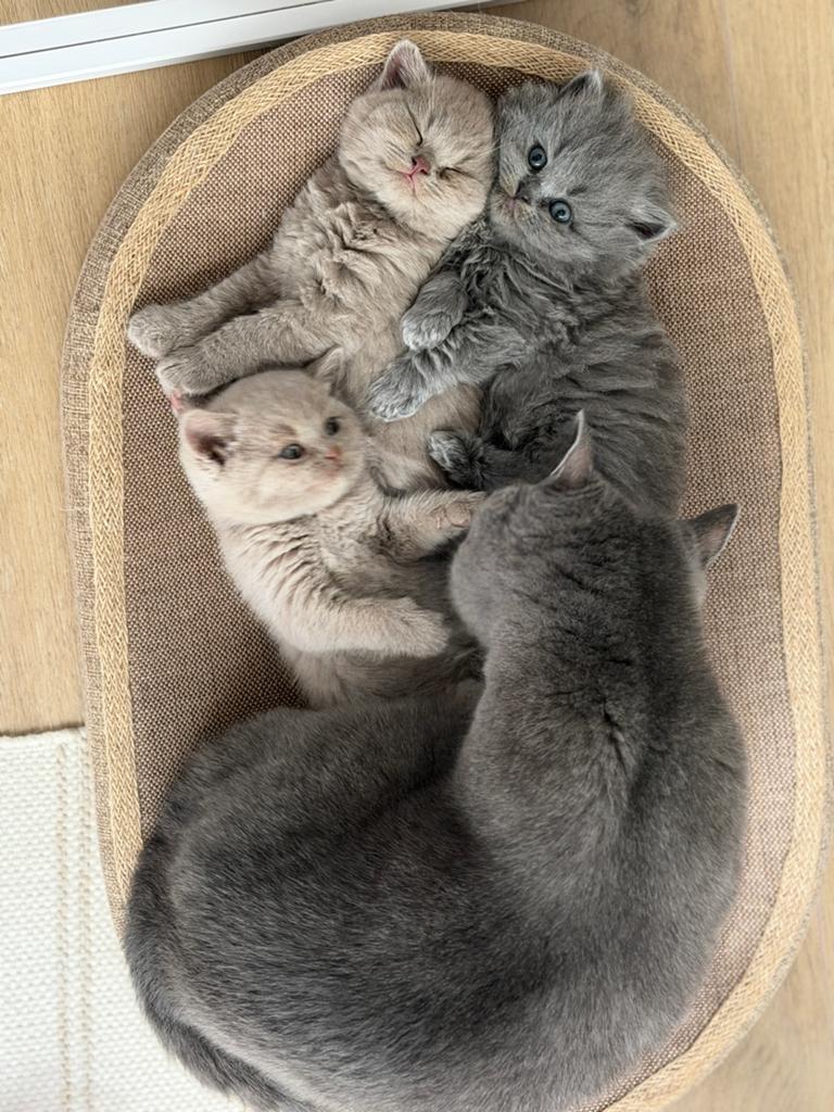 Britse korthaar kittens nog 3 beschikbaar, Meerdere dieren