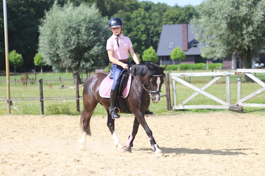 Lieve, knappe en ervaren kinder- / sport Welsh, Merrie, Met stamboom, L, B pony (1.17m tot 1.27m)