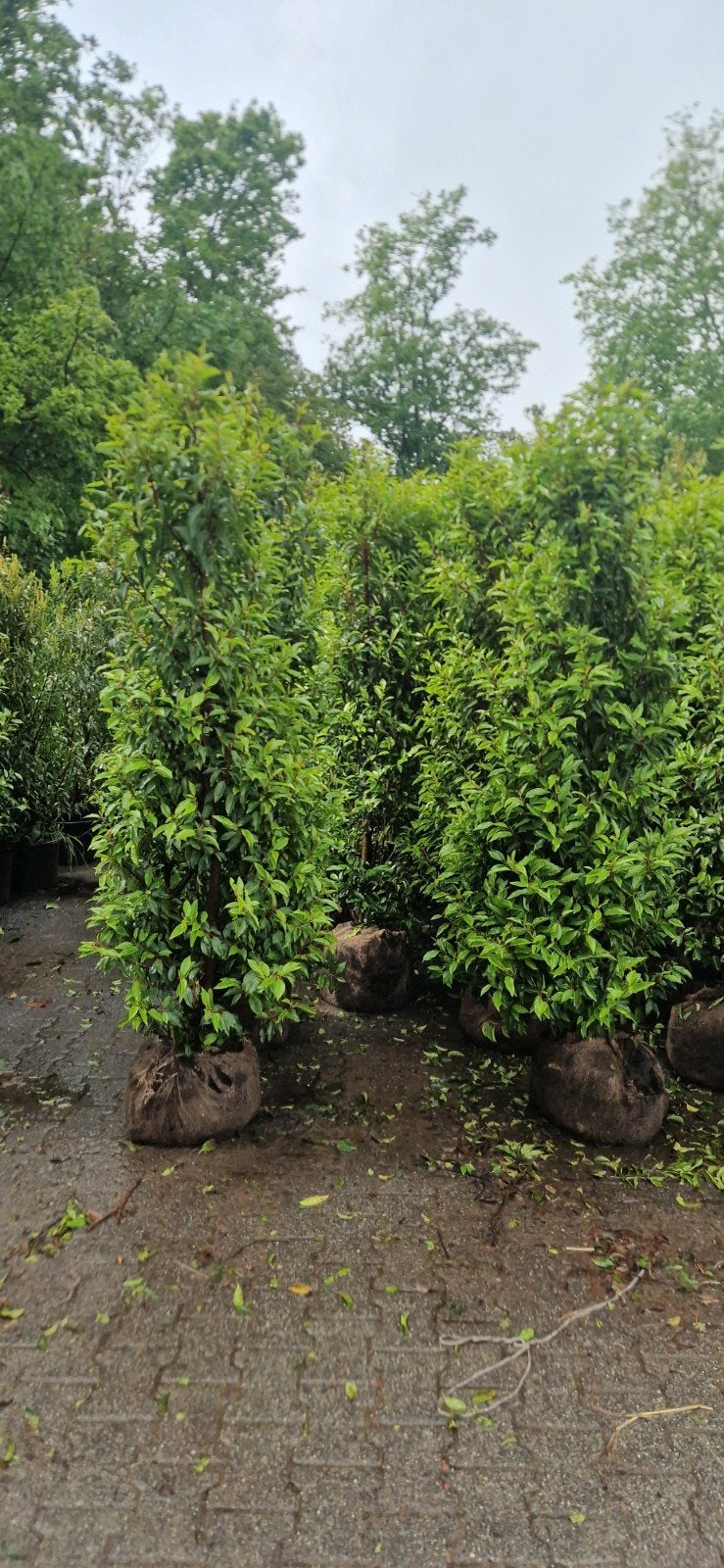 grote portugese laurier taxus rotundifolia olijfwilg 80-100, Ophalen of Verzenden, Bloeit niet, Overige soorten, Halfschaduw