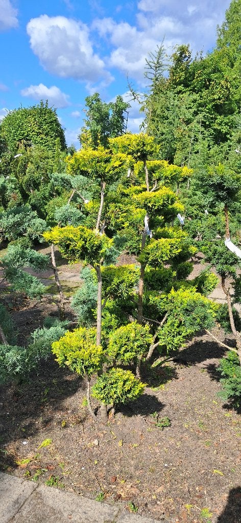 cupressocyparus Gold rider bonsai vorm 125-150 cm, Tuin en Terras, Bloeit niet, Overige soorten, 100 tot 250 cm, Ophalen