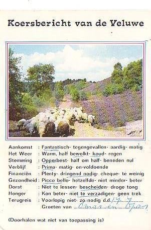 Ansichtkaart 	Veluwe	Koersbericht	Schapen	Heide, Verzenden, 1960 tot 1980, Gelopen, Gelderland