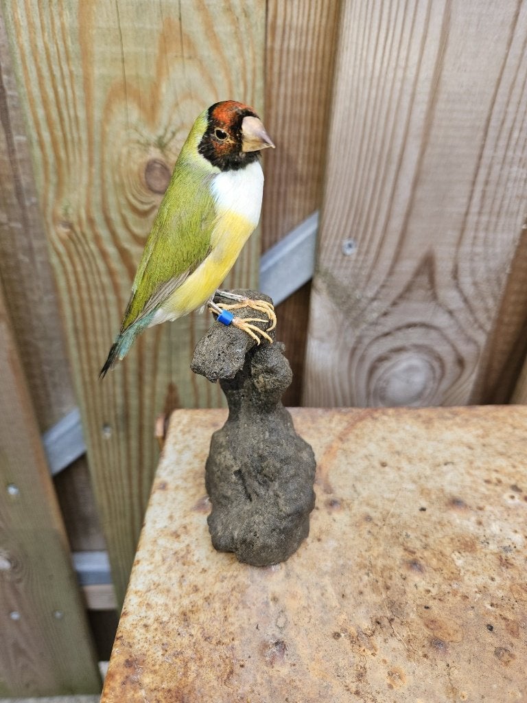 Prachtige opgezette gouldamadine met rood masker, Ophalen of Verzenden, Nieuw, Vogel, Opgezet dier