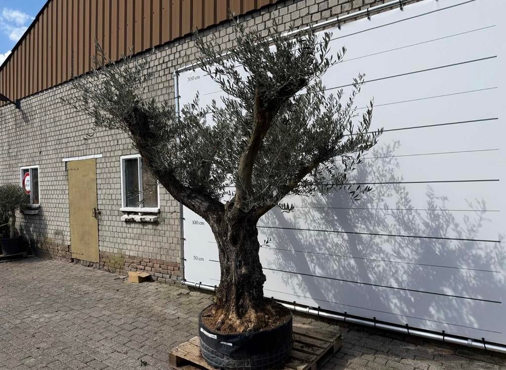 Olijfboom bonsai vertakt -zeldzaam-, Halfschaduw, Lente, Olijfboom, 250 tot 400 cm