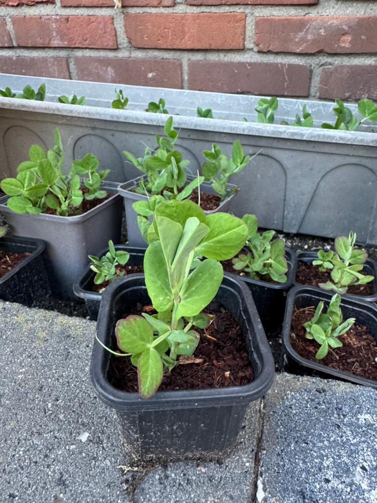 Peul plantjes, Ophalen, Eenjarig, Groenteplanten, Volle zon