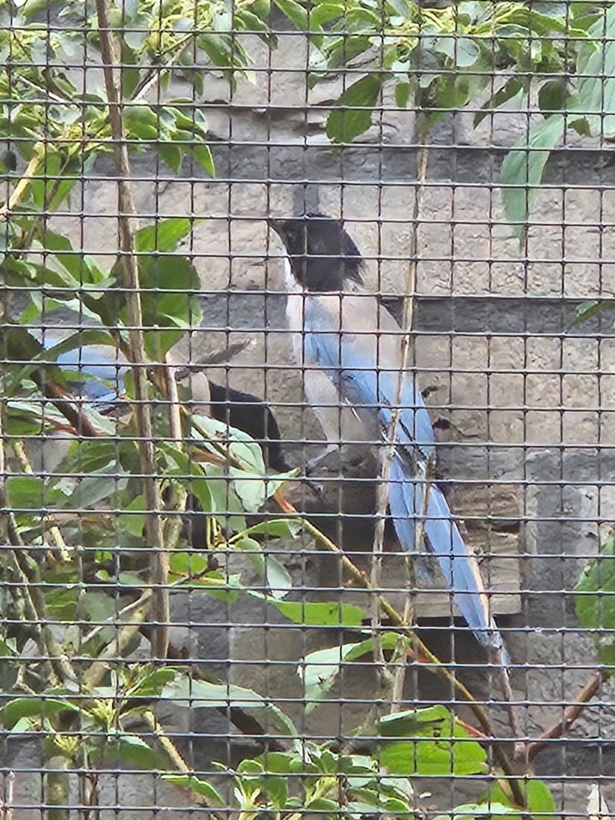 blauwe ekster, Dieren en Toebehoren, Mannelijk, Wildzangvogel, Geringd