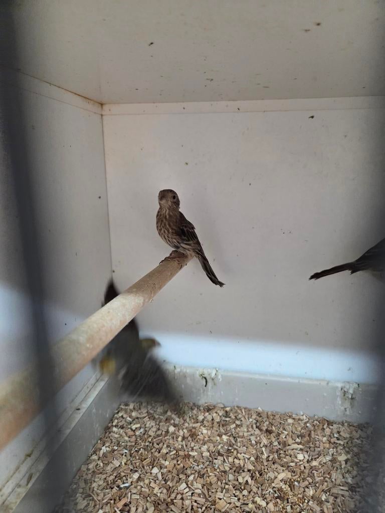 Roodmussen, Dieren en Toebehoren, Meerdere dieren