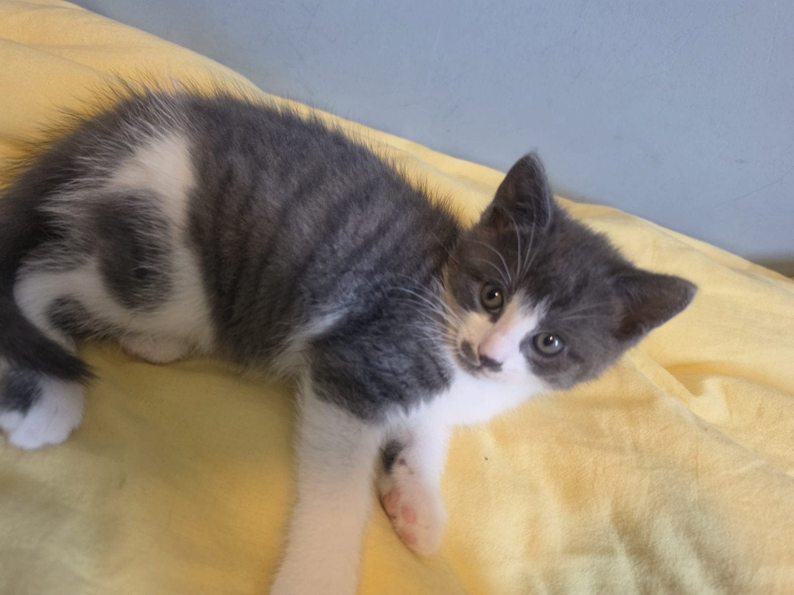 Mooie grijze kittens