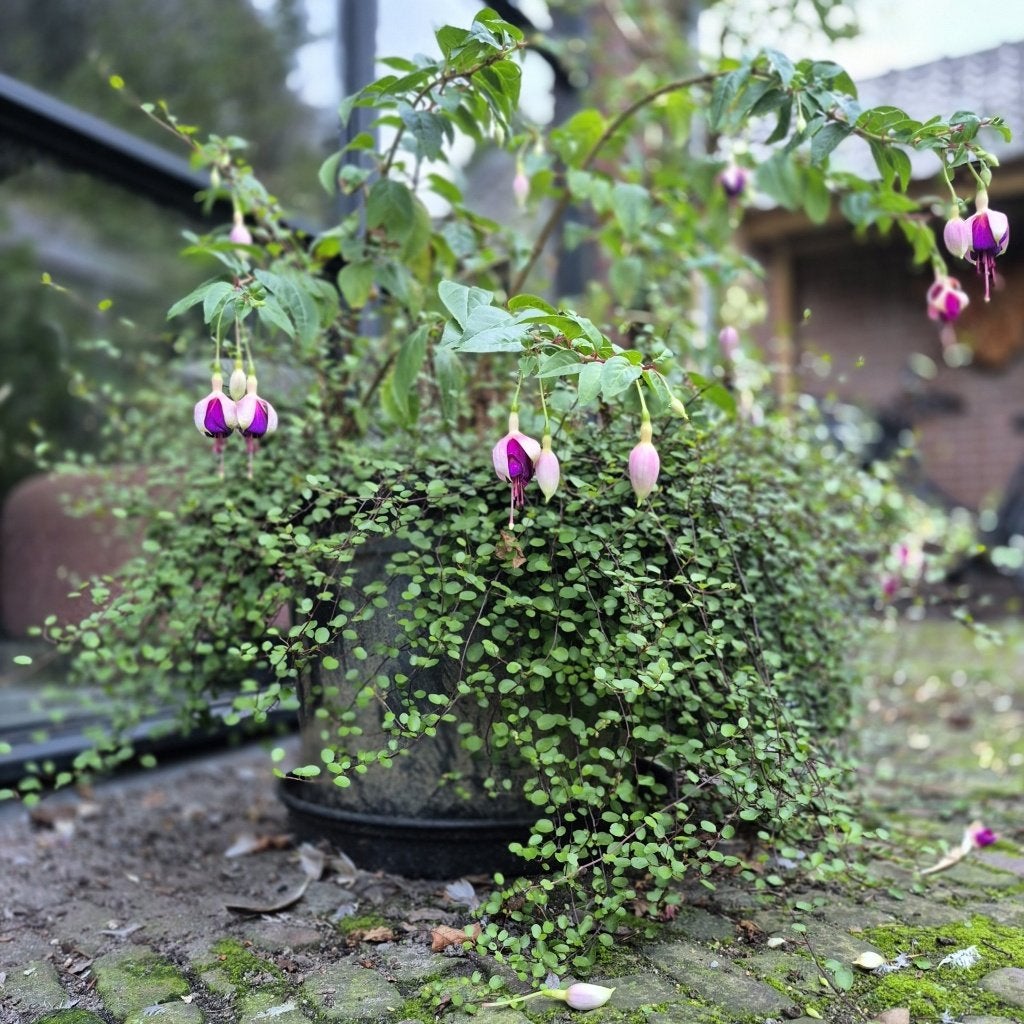 Drie prachtige fuchsia's, nu nog in bloei, Tuin en Terras, Ophalen, Overige soorten, Volle zon