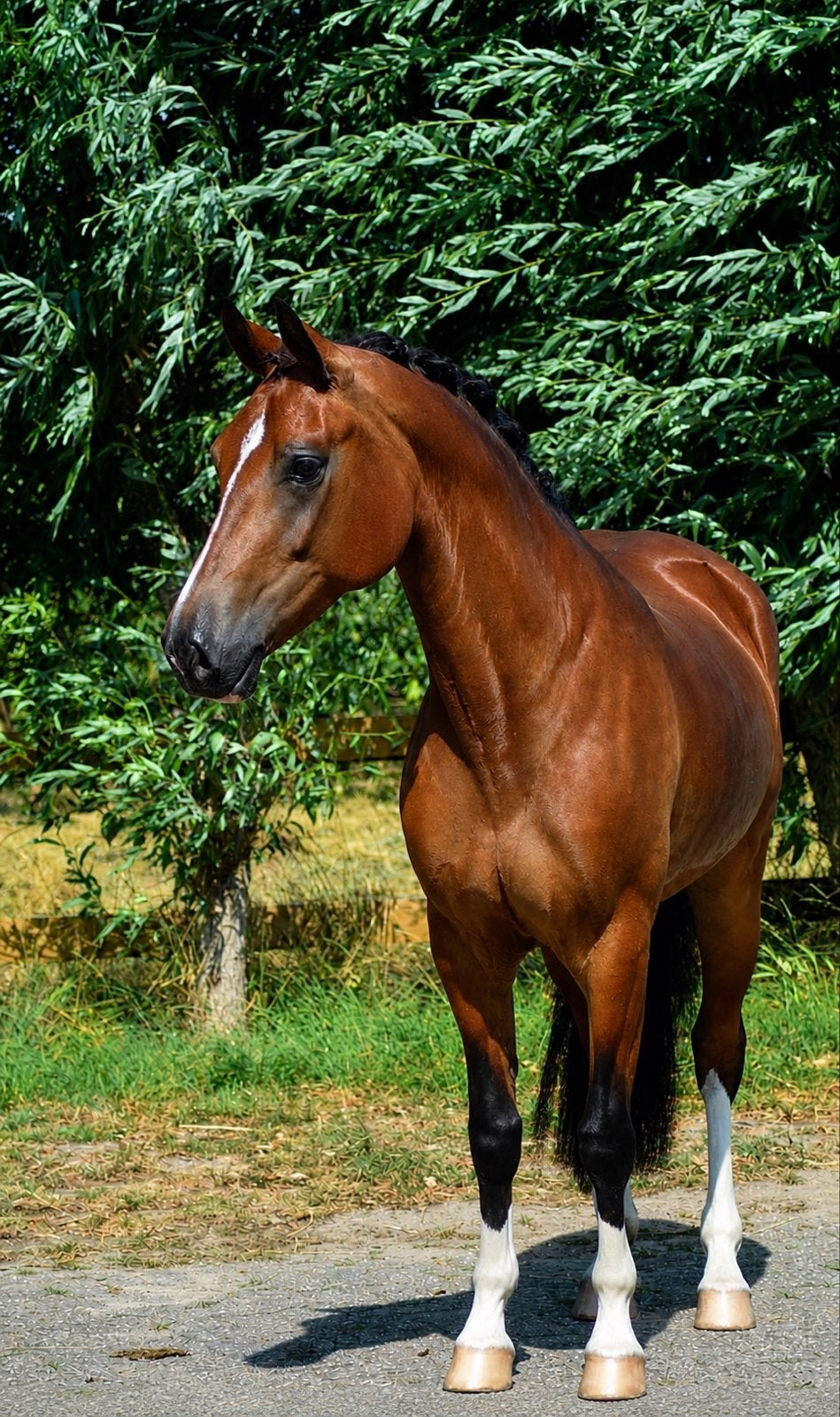 Bloedmooie talentvolle grote D welsh pony 5jr, Dieren en Toebehoren, Pony's, Merrie, 3 tot 6 jaar