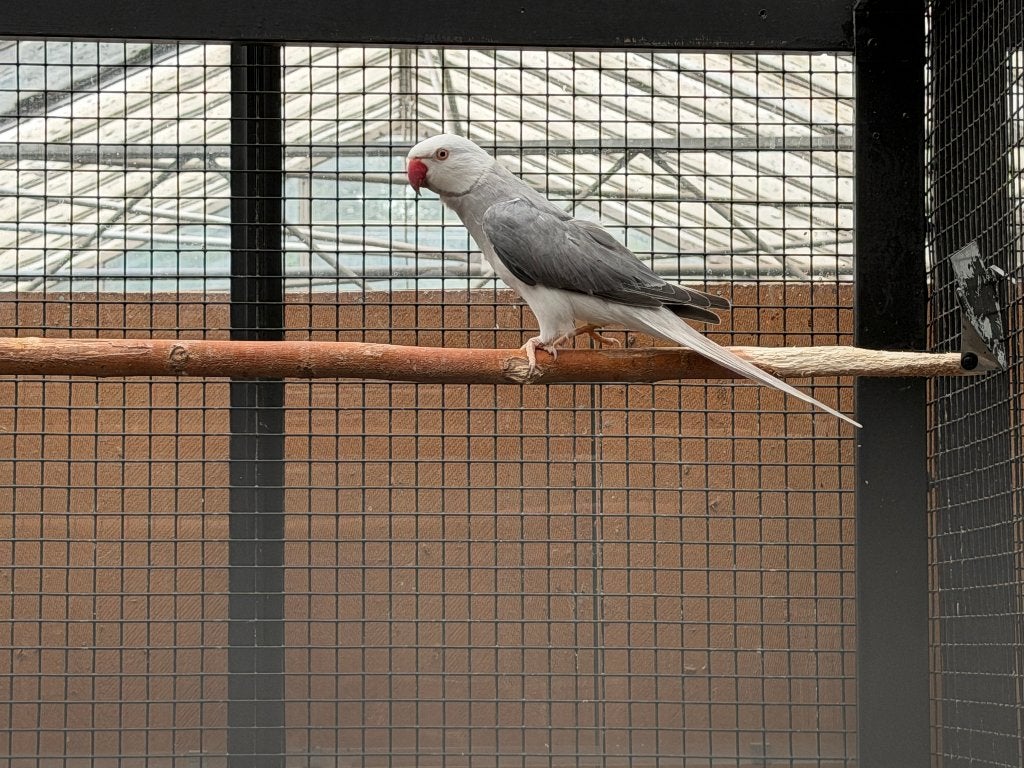 TE KOOP KOPPELS HALSBANDPARKIETEN IN DIVERSE KLEUREN, Dieren en Toebehoren, Meerdere dieren, Parkiet, Geringd