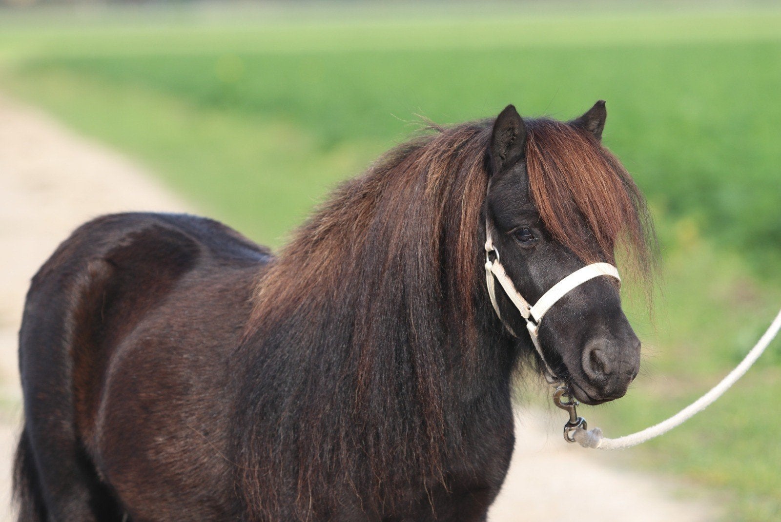Prachtige grote 3 jarige shetland stamboek ruinen, Dieren en Toebehoren, Ruin, A pony (tot 1.17m), Met stamboom, 3 tot 6 jaar