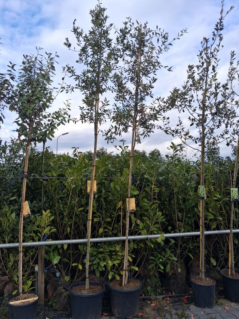 Steeneik (Quercus ilex) Hoogstam, groenblijvend 6-8 cm, In pot, Halfschaduw, Zomer, 400 cm of meer