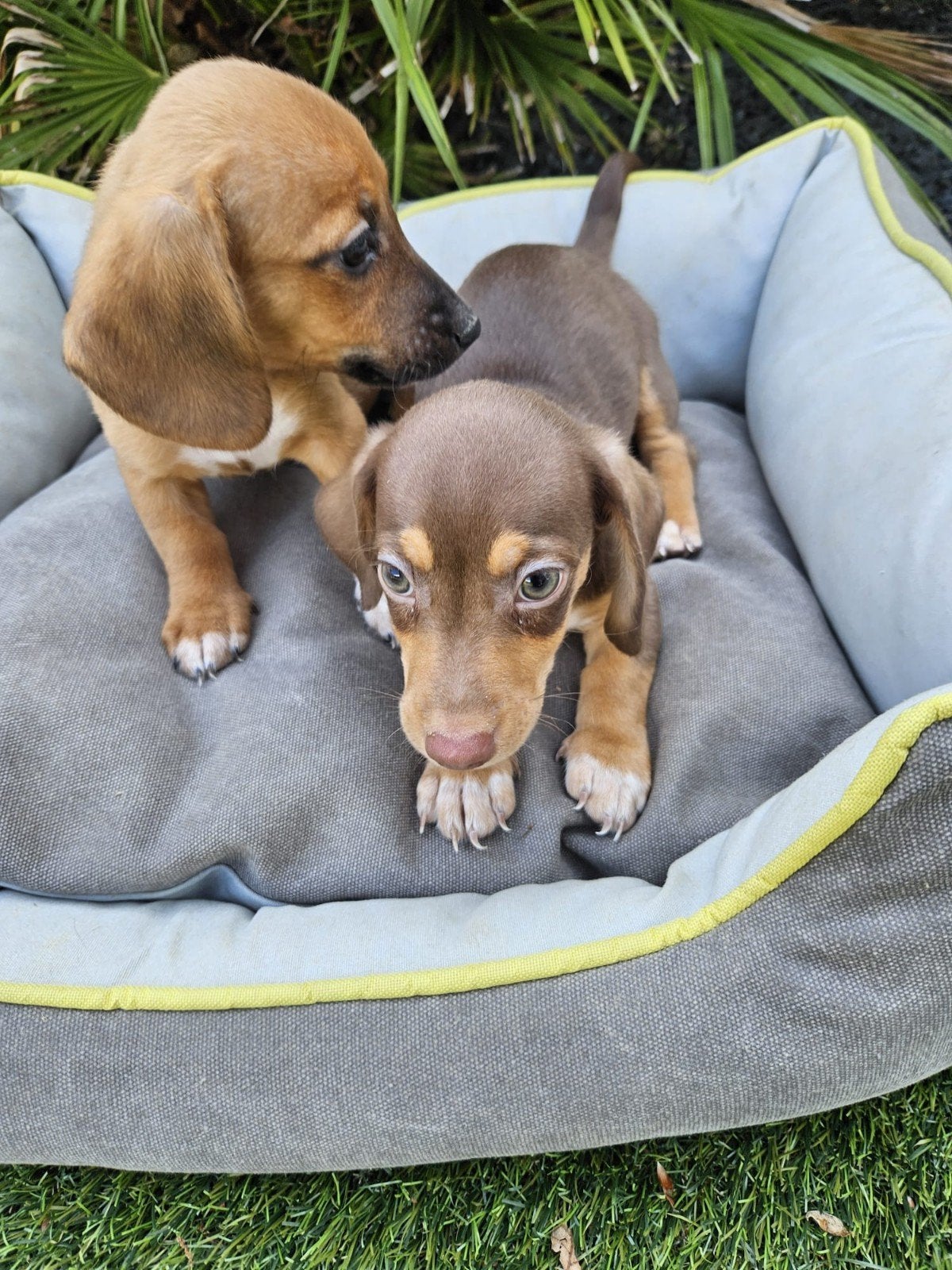 Dwerg teckel X Jack Russel  Dwergteckel  pups, 8 tot 15 weken, Dwerg, Meerdere, Meerdere dieren